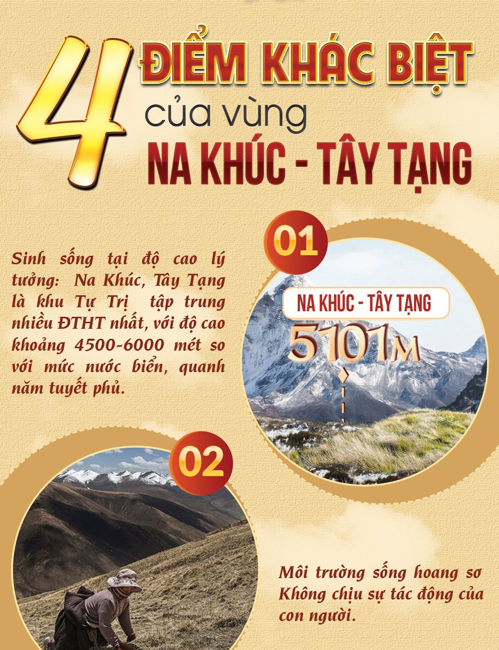Đông trùng hạ thảo Tây Tạng nguyên con hộp 50gr D011 6