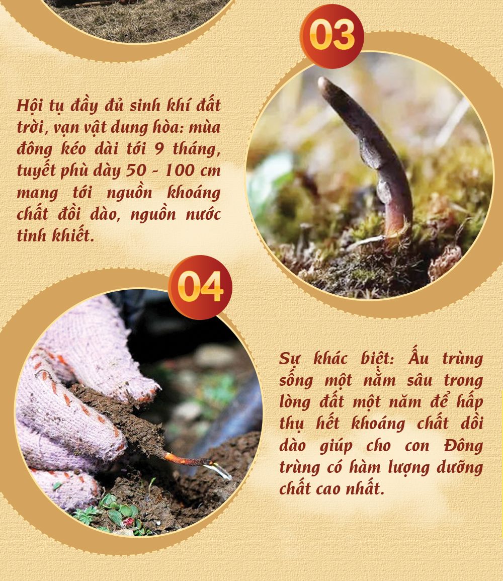 Đông trùng hạ thảo Tây Tạng nguyên con hộp 50gr D011 7