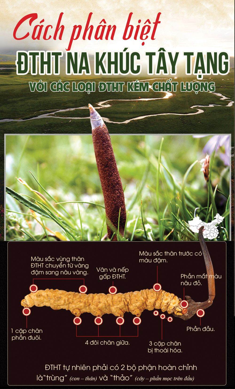 Đông trùng hạ thảo Tây Tạng nguyên con hộp 50gr D011 16