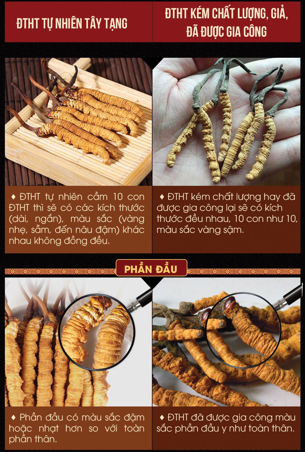 Đông trùng hạ thảo Tây Tạng nguyên con hộp 50gr D011 17