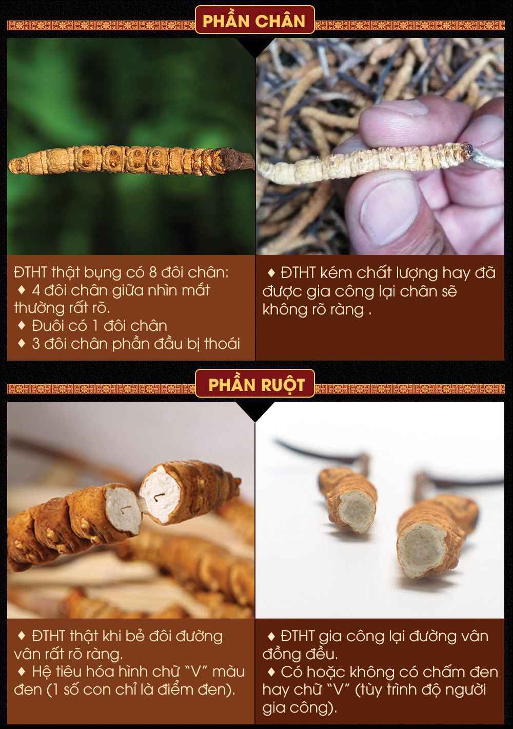 Đông trùng hạ thảo Tây Tạng nguyên con hộp 50gr D011 20