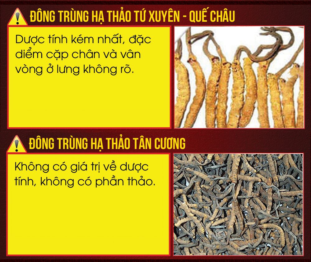 Đông trùng hạ thảo Tây Tạng nguyên con hộp 50gr D011 23