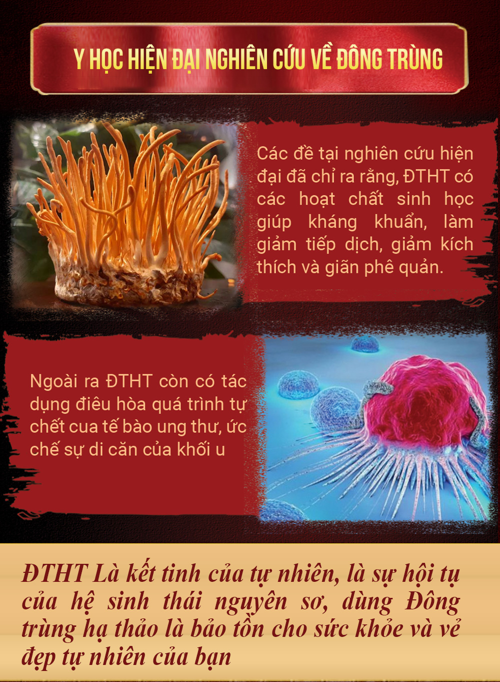 Đông Trùng Hạ Thảo Viên Hoàn Gold Cao Cấp D024 05