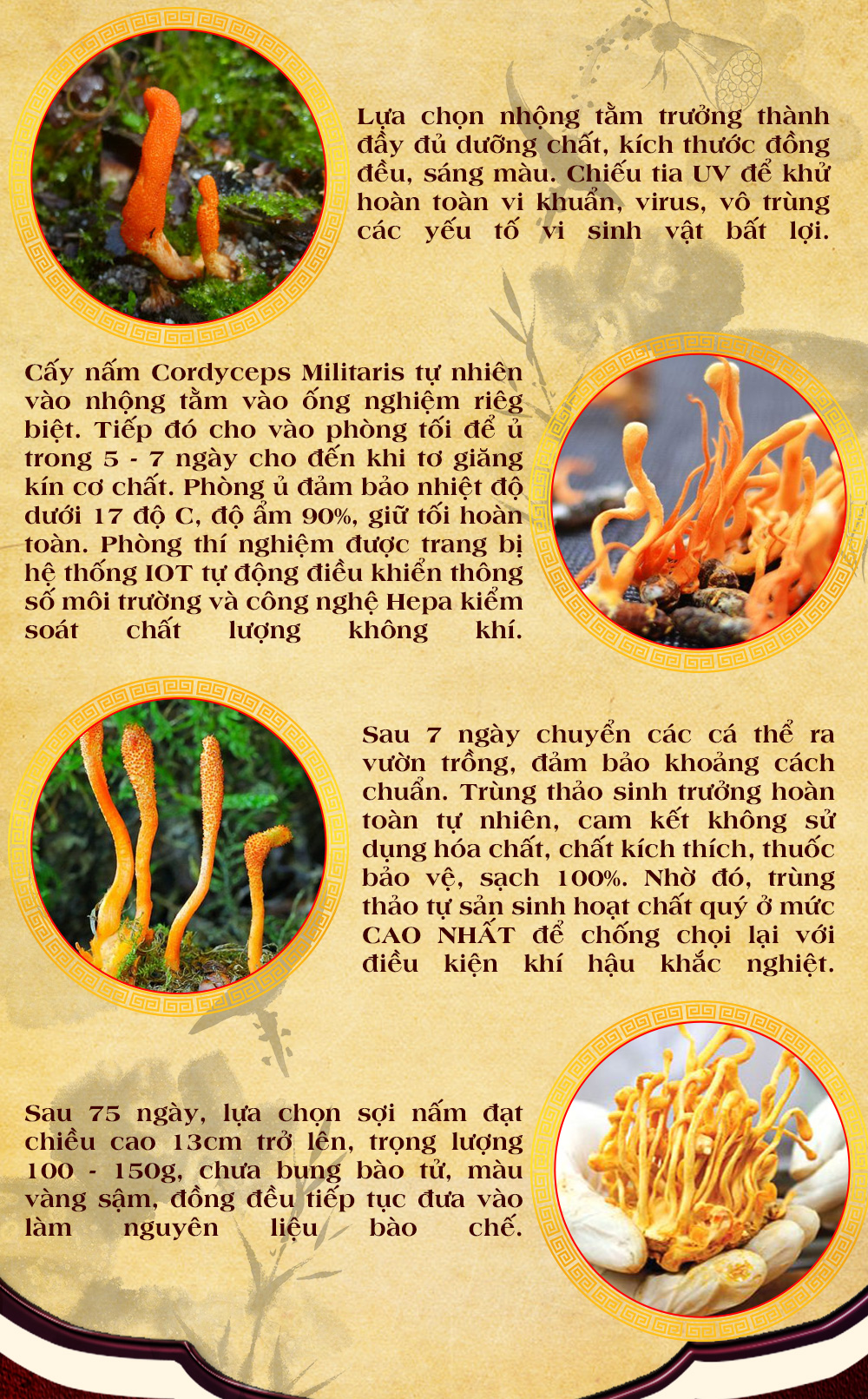 Đông Trùng Hạ Thảo Viên Hoàn Gold Cao Cấp D024 11