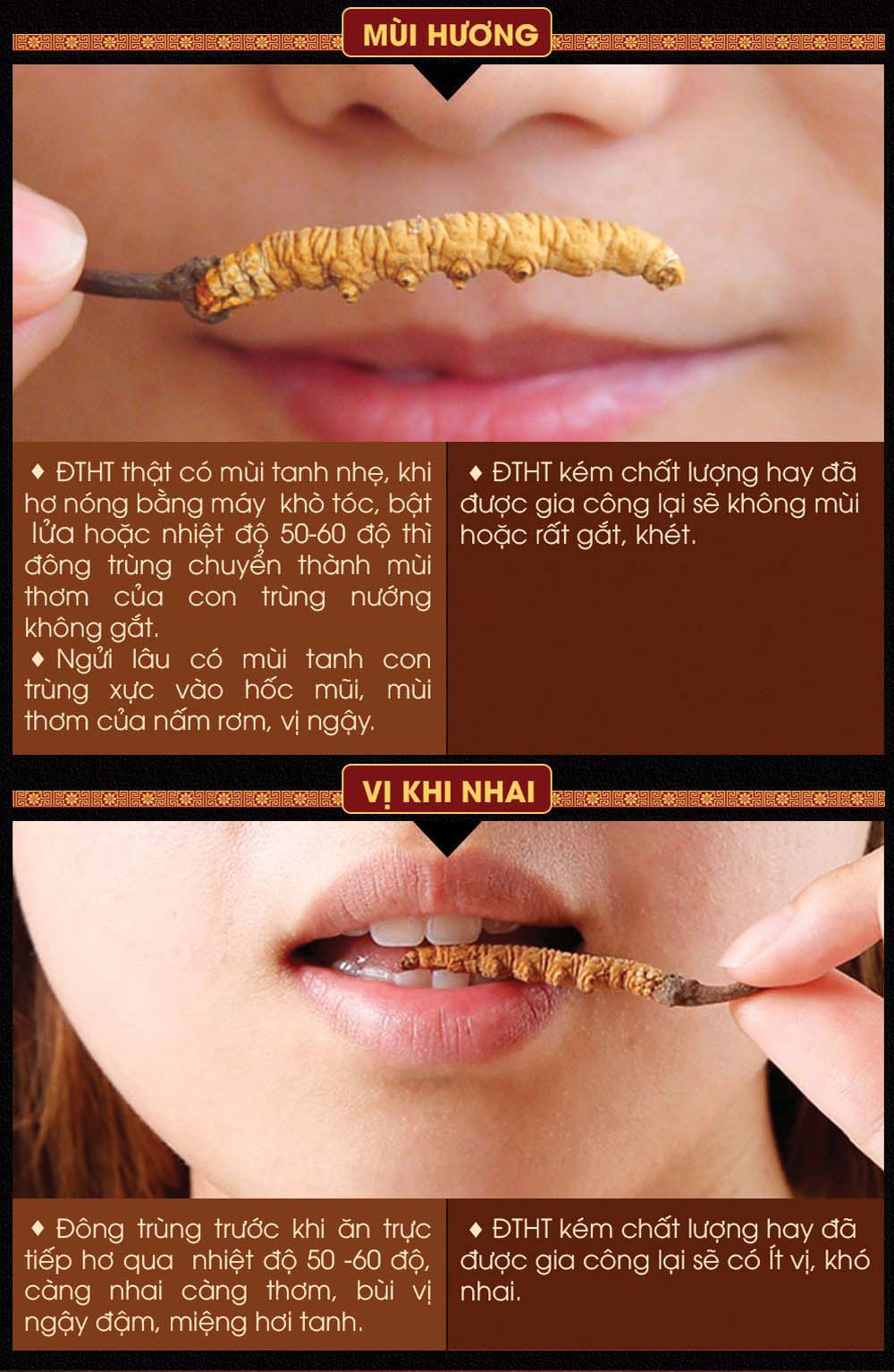 Đông trùng hạ thảo Tây Tạng nguyên con hộp 50gr D011 21