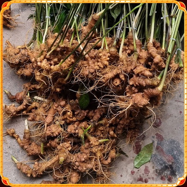 Sâm Việt Nam 5-6 tuổi loại 30 củ 1 kg