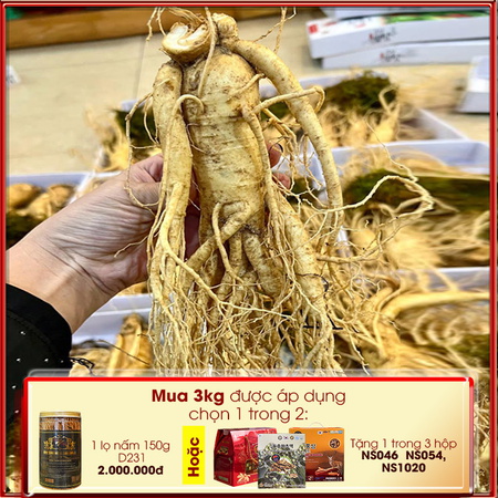 Sâm tươi Hàn Quốc cao cấp loại 4 củ/kg NS002