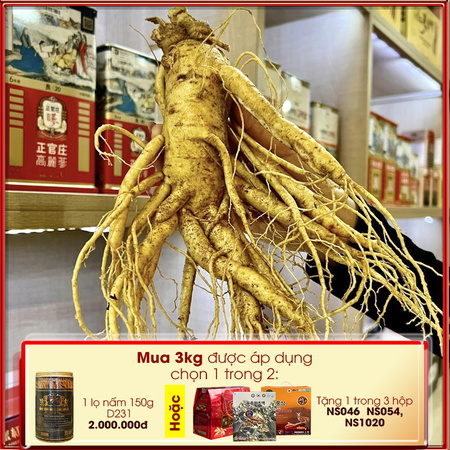 Sâm tươi Hàn Quốc cao cấp loại 6 củ/kg NS004