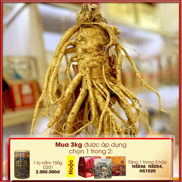 Quà tặng Nhân sâm tươi Hàn Quốc 6 năm tuổi cao cấp loại 5 củ/kg NS003