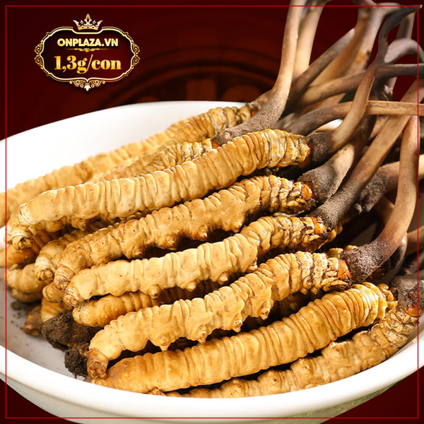 Con đông trùng tươi nguyên con 1,3g/con