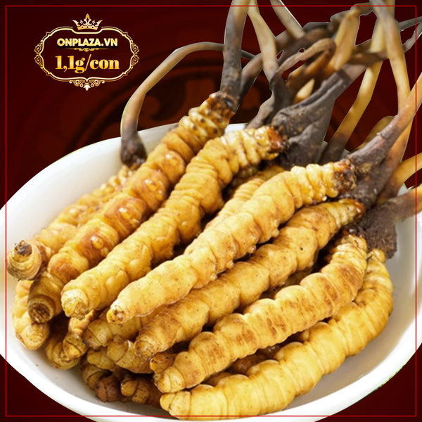 Con đông trùng tươi nguyên con 1,1g/con
