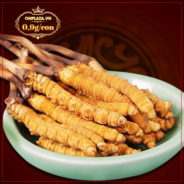 Con đông trùng tươi nguyên con 0,9g/con
