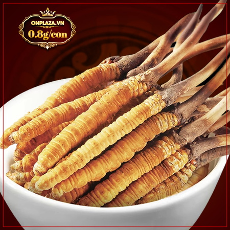 Con đông trùng tươi nguyên con 0,8g/con