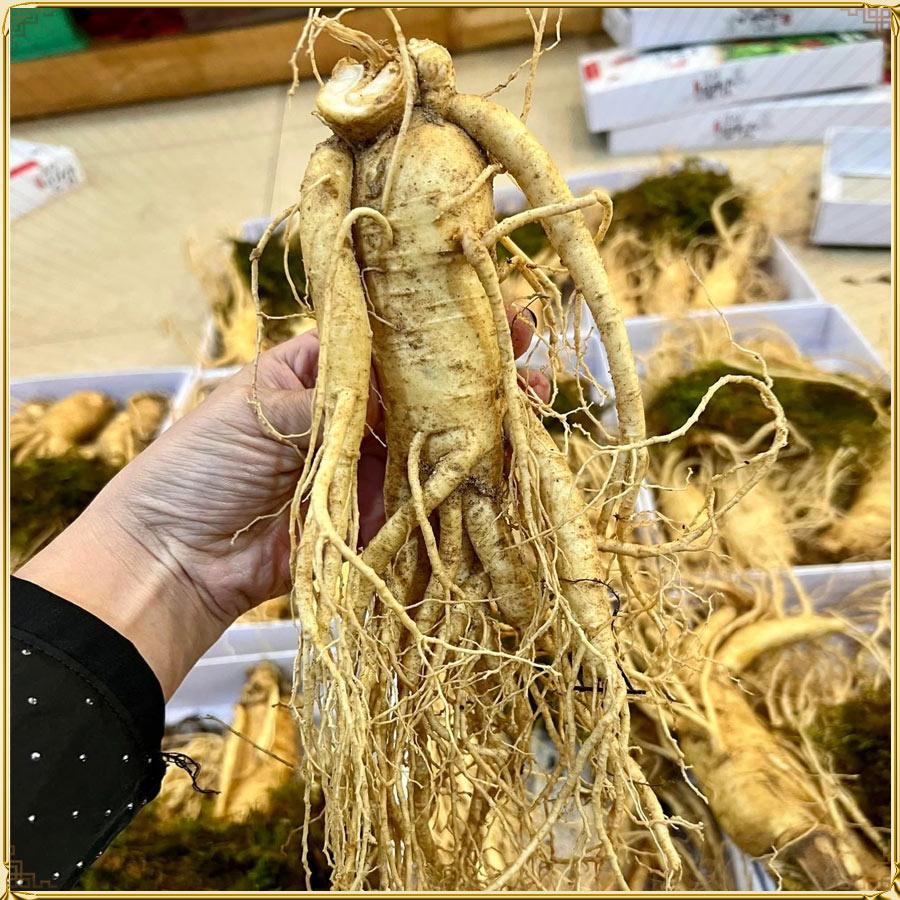 Sâm tươi Hàn Quốc cao cấp loại 4 củ/kg NS002