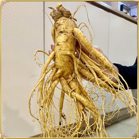 Sâm tươi Hàn Quốc cao cấp loại 6 củ/kg NS004