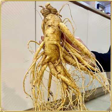 Quà biếu cao cấp Nhân sâm tươi Hàn Quốc loại 6 củ/kg NS004