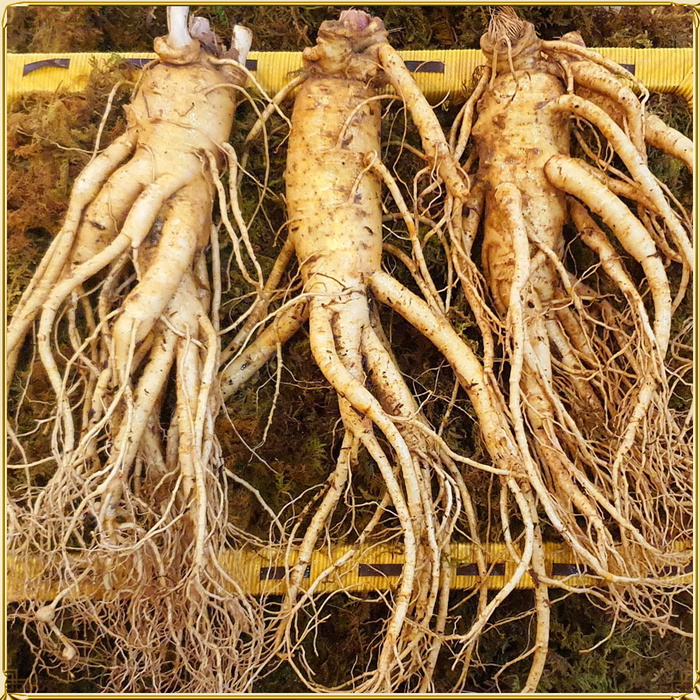 Nhân sâm tươi Hàn Quốc loại cao cấp 3 củ/kg NS001