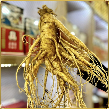 Sâm tươi Hàn Quốc cao cấp loại 4 củ/kg NS002