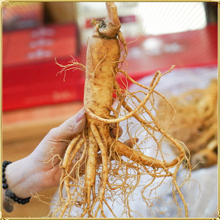 Nhân Sâm Tươi Hàn Quốc Cao Cấp Loại 8 Củ/Kg NS006