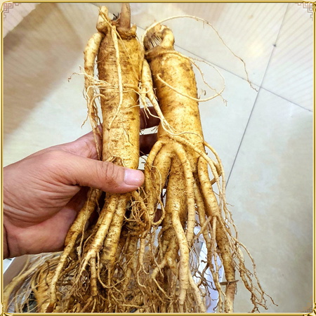 Nhân sâm tươi Hàn Quốc 6 năm tuổi loại 12 củ/kg NS008