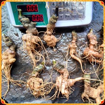 Nhân Sâm Việt Nam GINSENG A2000 6 năm tuổi hàng già đẹp