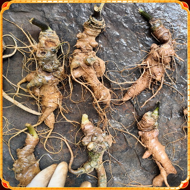 Sâm Việt Nam 6 năm tuổi nhà vườn GINSENG A2000