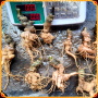 Nhân Sâm Việt Nam GINSENG A2000 6 năm tuổi hàng già đẹp