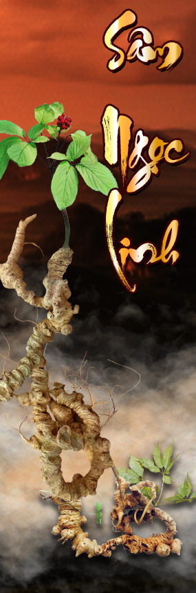 Giá sâm ngọc linh