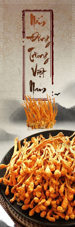 Nấm Đông Trùng Hạ Thảo