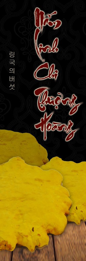 Nấm linh chi thượng hoàng