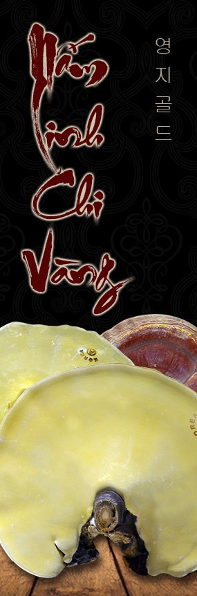 Nấm linh chi vàng