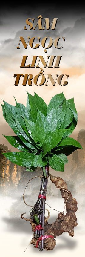 Sâm Ngọc Linh trồng