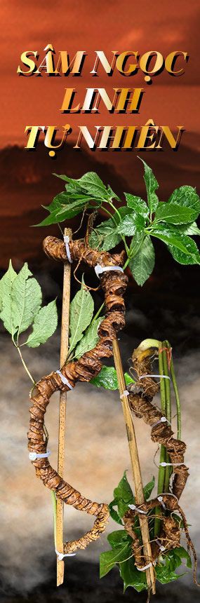 Sâm ngọc linh tự nhiên