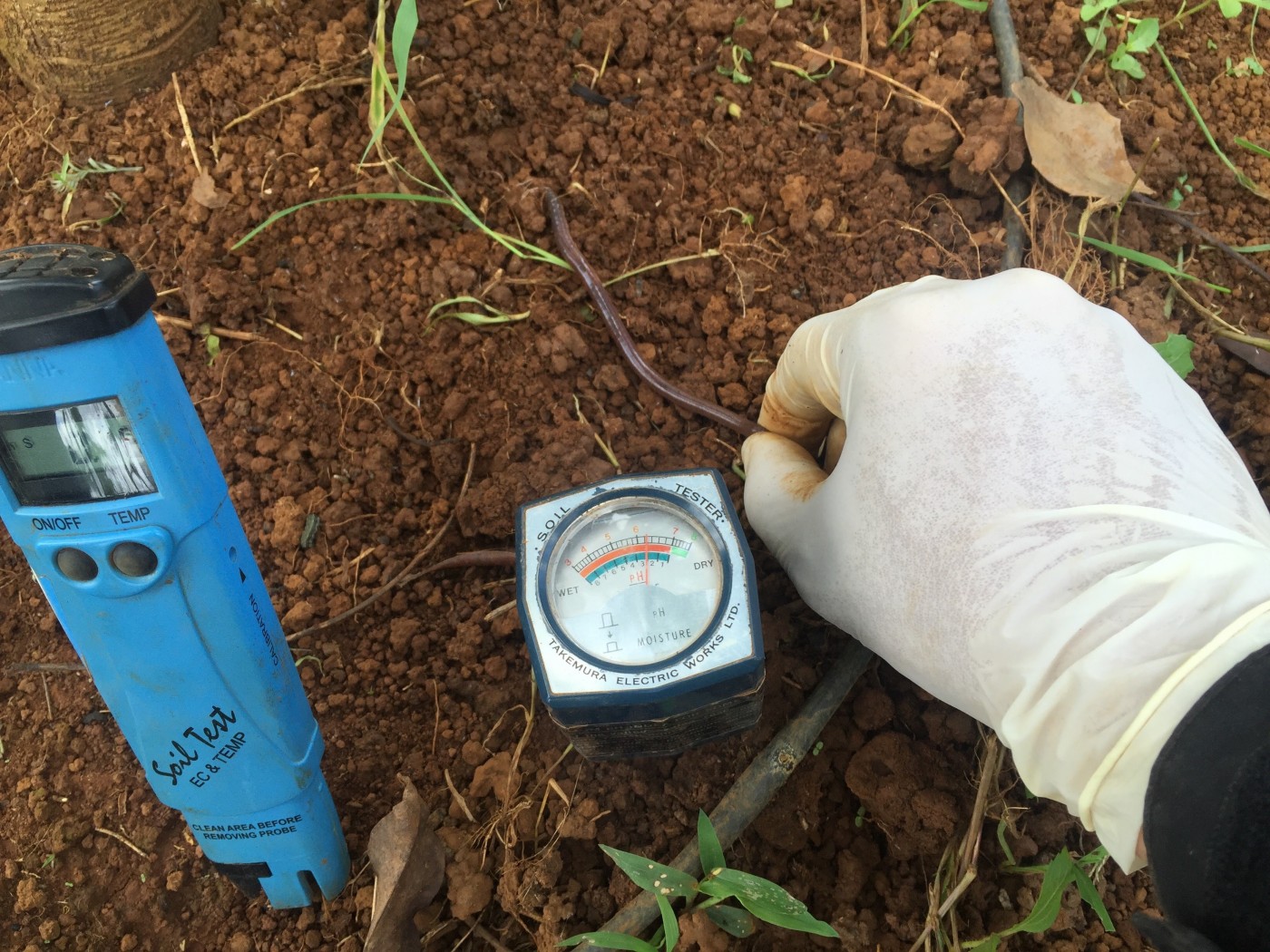 Cần bắt và chế biến giun đất đúng cách để thu về dược liệu địa long chất lượng hảo hạng