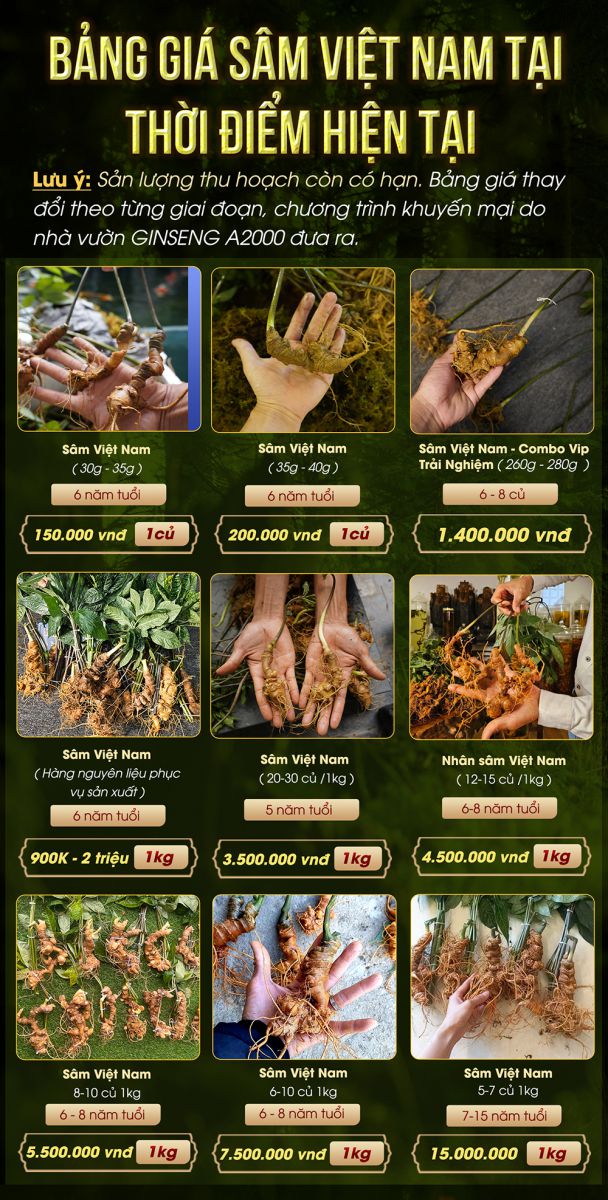 Bảng giá sâm việt