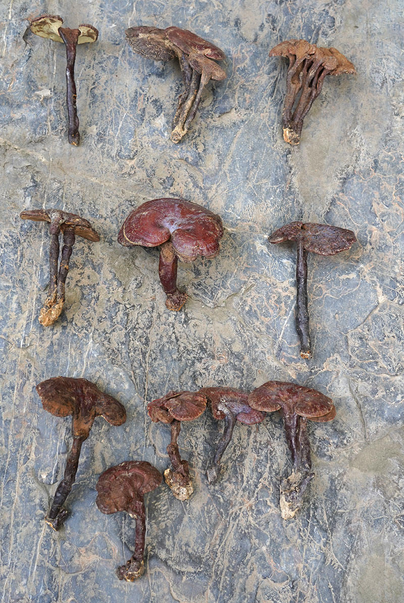 nấm lim rừng Quảng Nam loại VIP 1 