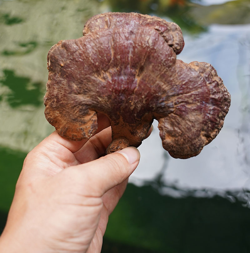 Nấm lim xanh rừng Quảng Nam ( tai nhỡ) - 1kg/khay - L296SX