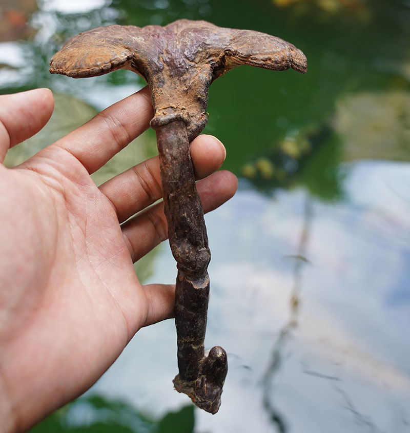 On Plaza thu hoạch và sưu tầm từ những người thợ rừng tại Quảng Nam