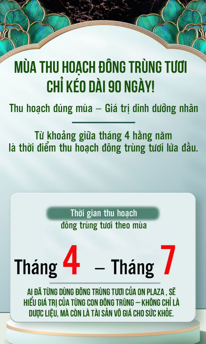 Mùa thu hoạch đông trùng tươi