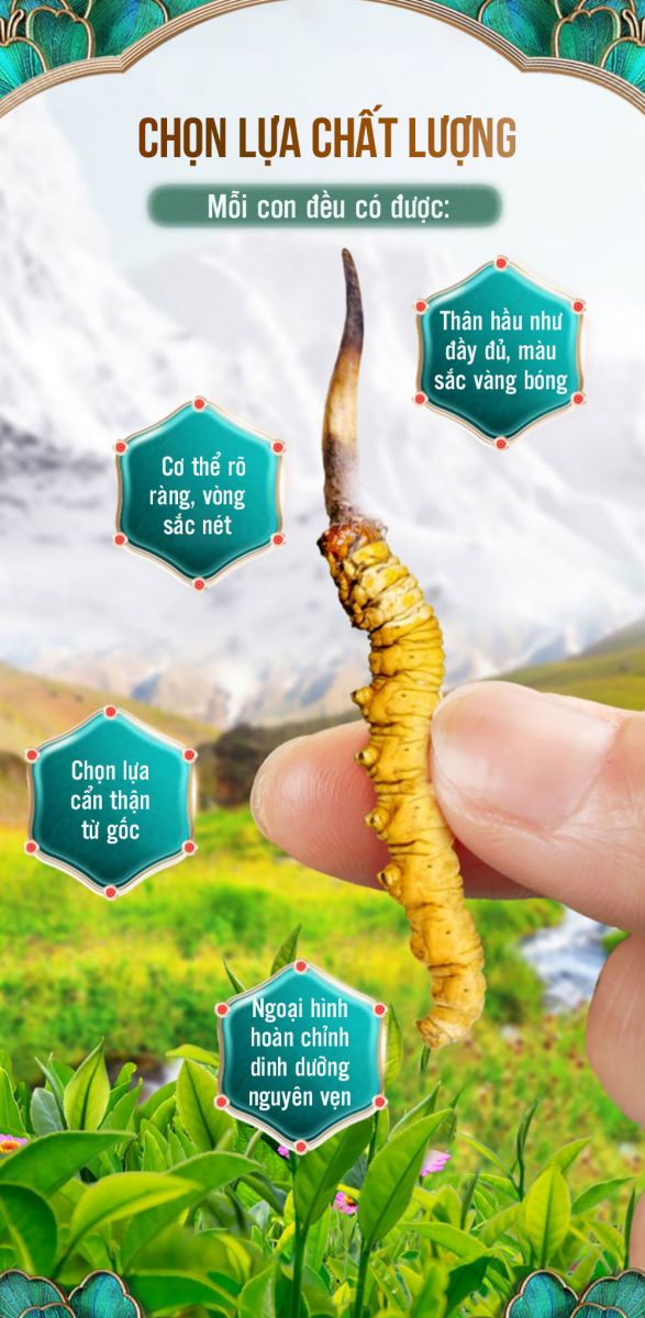 Tại sao chọn đông trùng VIP 1 