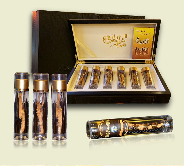 Hộp quà tặng đông trùng hạ thảo Tây Tạng nguyên con