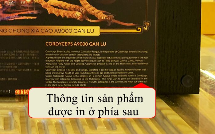 Hộp quà tặng đông trùng hạ thảo Tây Tạng nguyên con