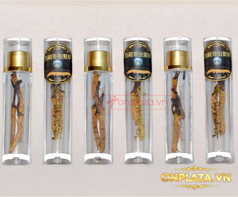 Đông trùng hạ thảo Tây Tạng nguyên con đặc biệt loại 5g/hộp D004 5