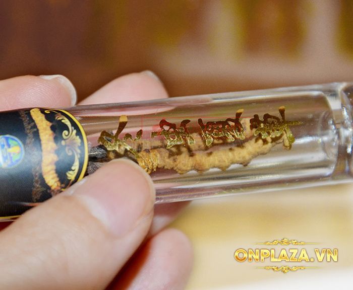 Con đông trùng hạ thảo Tây Tạng khô