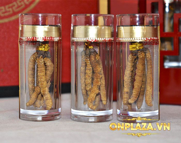 Hộp quà biếu đông trùng hạ thảo nguyên con Tây Tạng cao cấp loại 20g D009 9