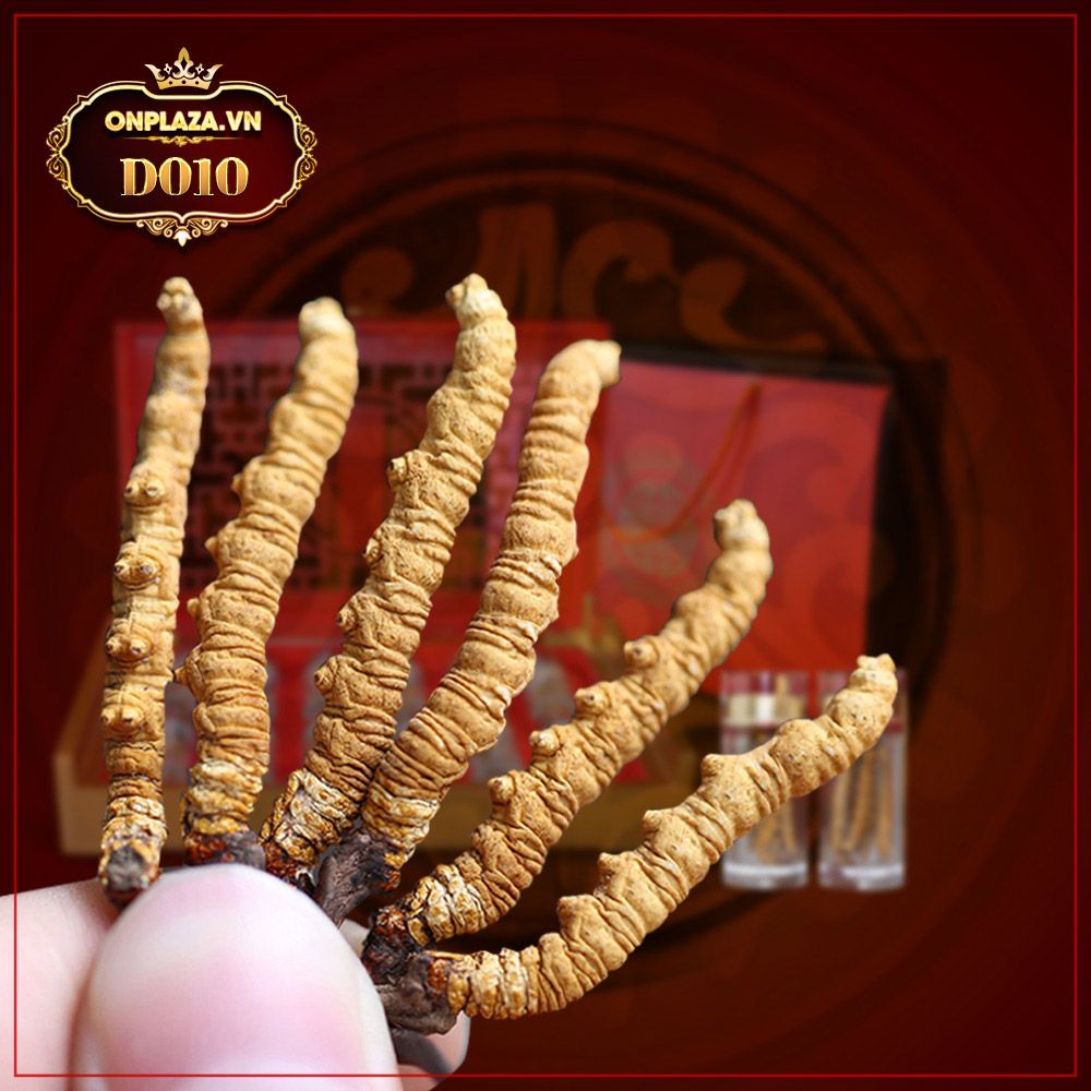 Đông trùng hạ thảo khô Tây Tạng nguyên con cao cấp loại 30g/hộp D010 