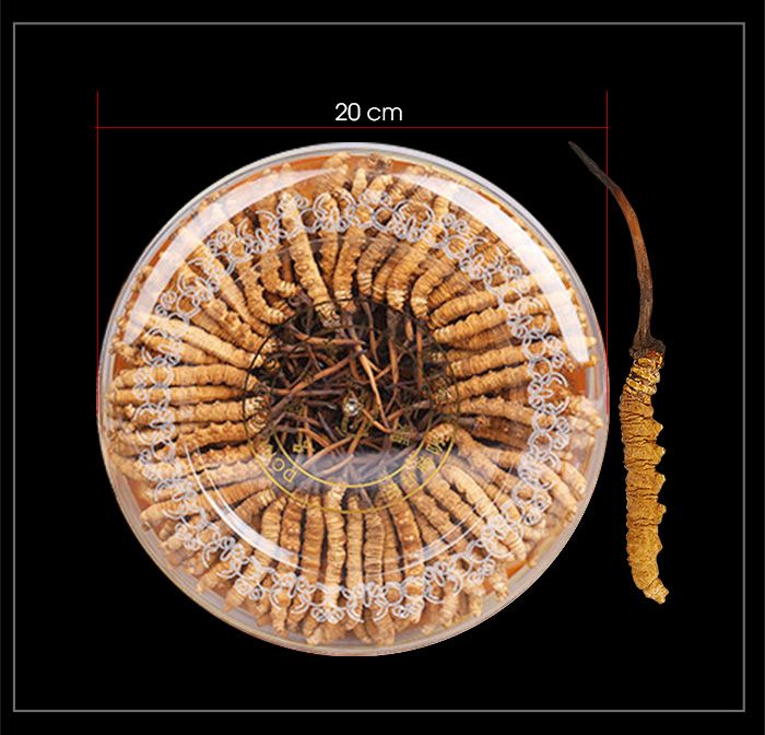 Hộp quà biếu cao cấp Đông trùng hạ thảo Tây Tạng