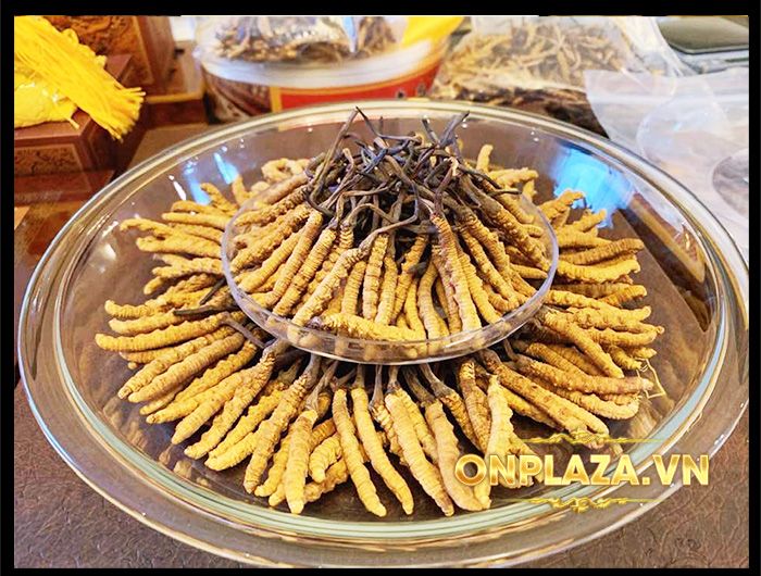 Hộp quà biếu cao cấp Đông trùng hạ thảo Tây Tạng