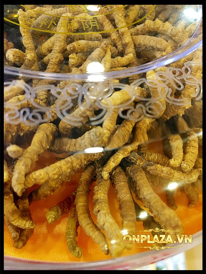 Hộp quà biếu cao cấp Đông trùng hạ thảo Tây Tạng