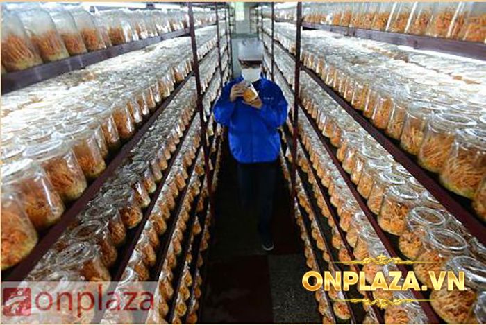 Đông Trùng Hạ Thảo Tươi Việt Nam D047 1